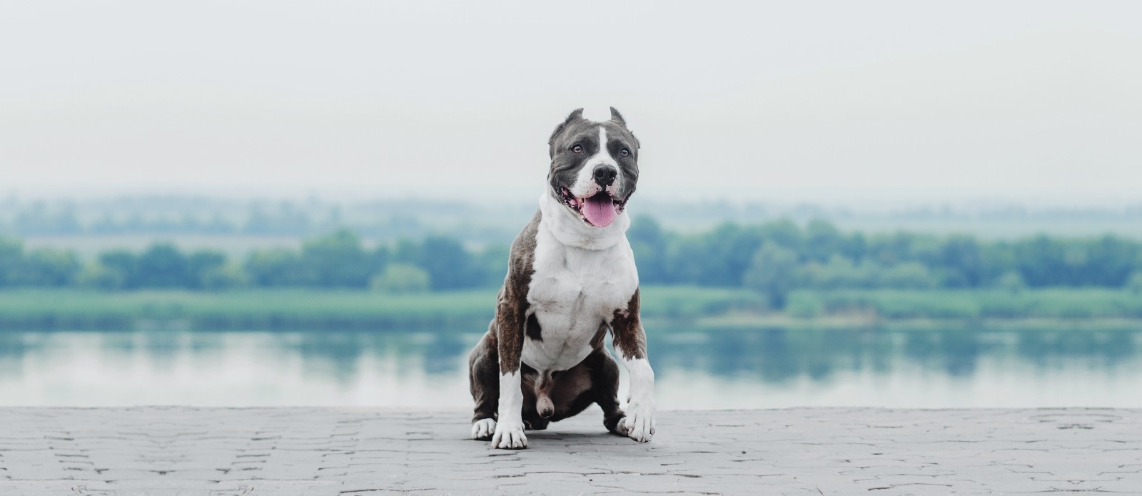 Eastgate Animal Hospital Hero Image Eastgate Animal Hospital Hero Image