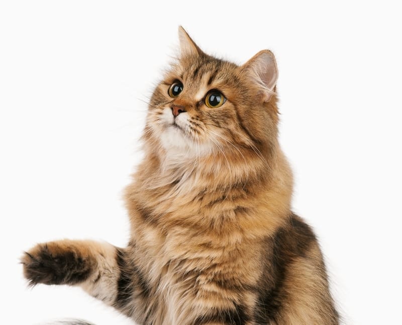 Diablo View Veterinary Hospital Hero Image Diablo View Veterinary Hospital Hero Image