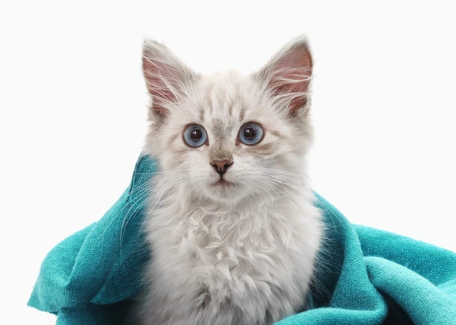 Temple City Animal Hospital Hero Image Temple City Animal Hospital Hero Image