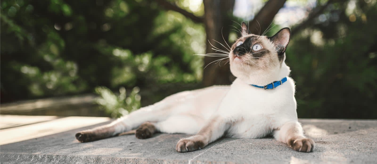 Horizon Veterinary Clinic Hero Image Horizon Veterinary Clinic Hero Image