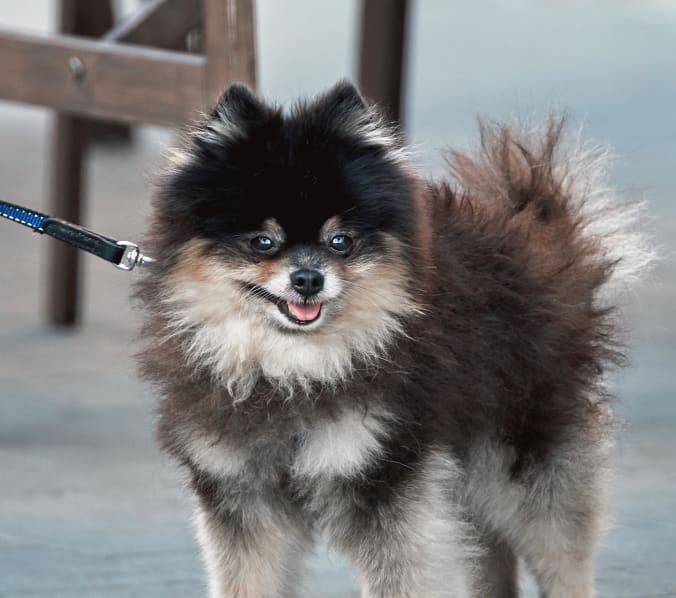 North Cobb Animal Hospital Hero Image North Cobb Animal Hospital Hero Image