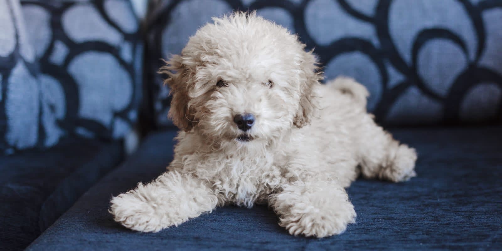 Advanced Care Veterinary Hospital Hero Image Advanced Care Veterinary Hospital Hero Image