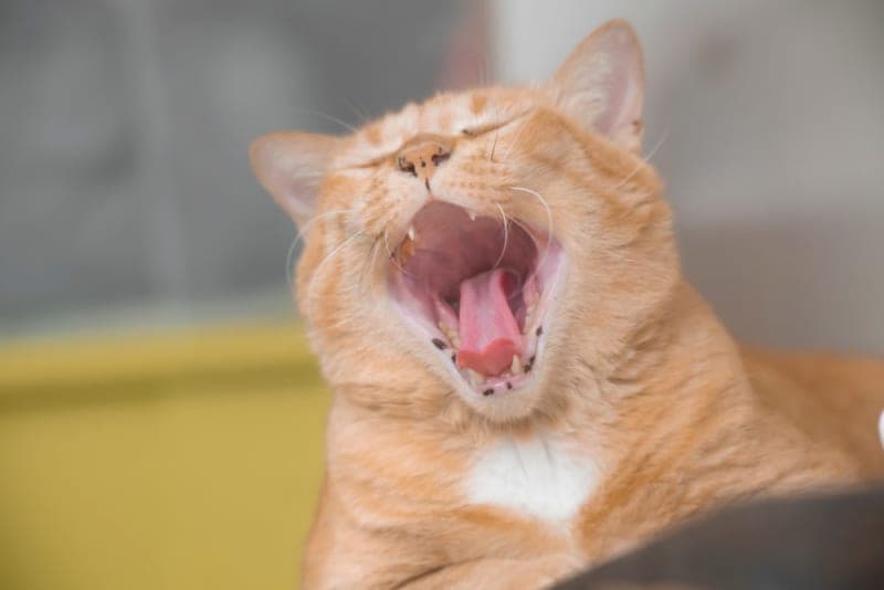 Why Does My Cat's Breath Smell Bad? Why Does My Cat's Breath Smell Bad?
