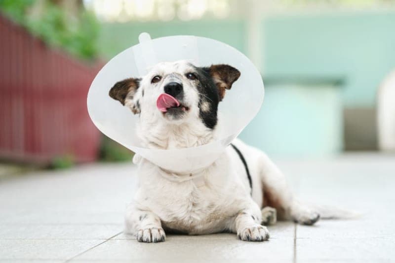 Getting Your Dog Fixed: When & What To Know Getting Your Dog Fixed: When & What To Know