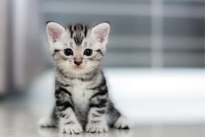 How Old Do Kittens Have to Be to Get Fixed? How Old Do Kittens Have to Be to Get Fixed?