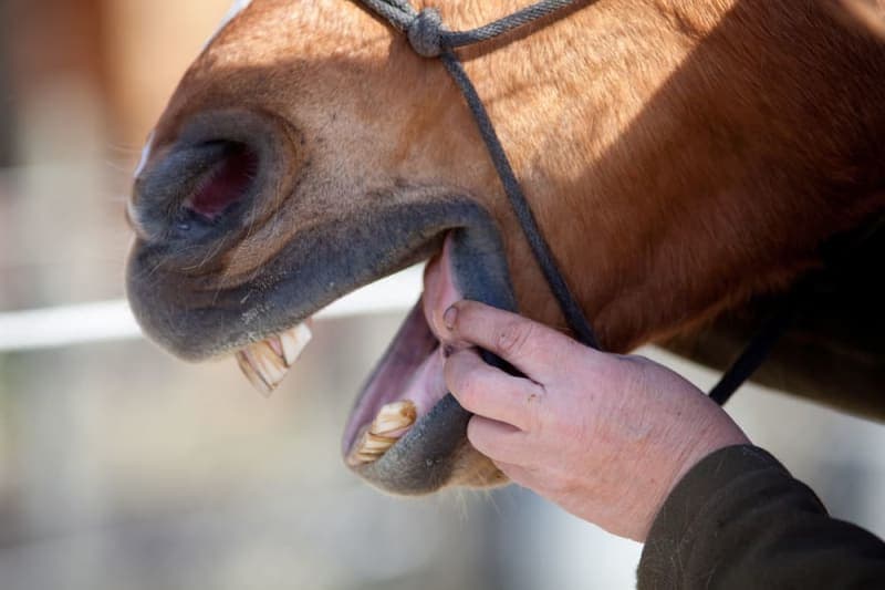 Importance Of Caring For Your Horse's Teeth Importance Of Caring For Your Horse's Teeth